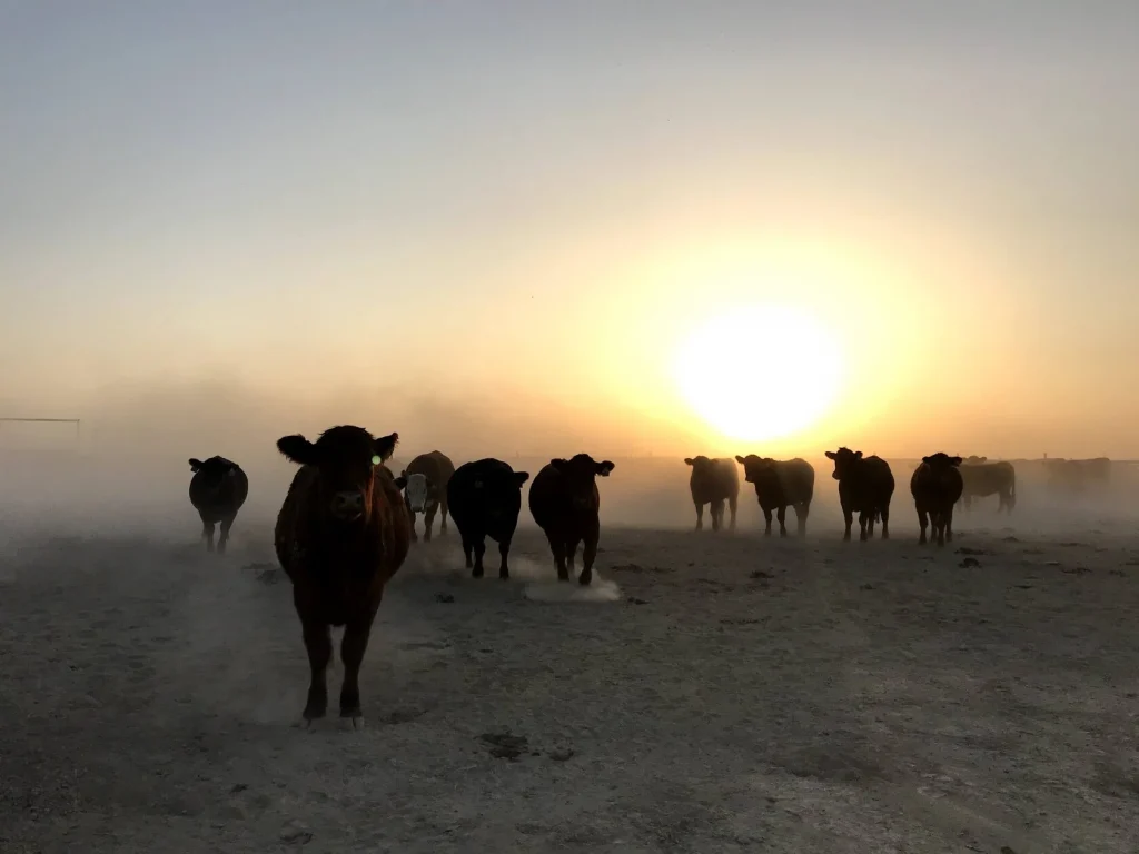 Cattle Expert