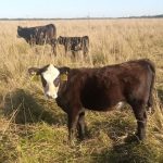 Тёлочки кросс абердин-ангус × герефорд 2025 года — группа на пастбище, Ленинградская область