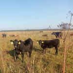 Тёлочка кросс абердин-ангус × герефорд 2025 года