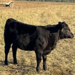 Тёлочка кросс абердин-ангус × герефорд 2025 года — боковой профиль