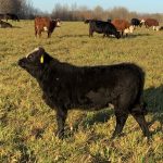 Молодняк 2025 года: тёлочка кросс абердин-ангус × герефорд на выпасе