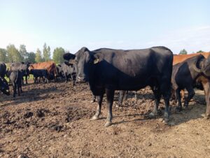 Стельные коровы Абердин-ангус (КФК Афанасьев А.В.)