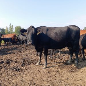 Стельные коровы Абердин-ангус (КФК Афанасьев А.В.)