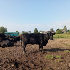 Стельная корова (КФК Афанасьев А.В.)