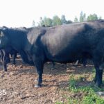 Стельная корова (КФК Афанасьев А.В.)