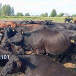 Стельная корова (КФК Афанасьев А.В.)