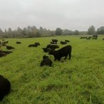 Тёлочки абердин-ангус 2025 года — молодняк на выгуле