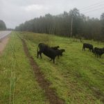 Группа тёлочек абердин-ангус 2025 года перед осмотром