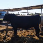 Абeрдин-ангус — племенной бычок 18 мес., боковой профиль