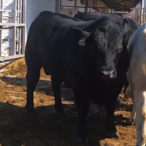Племенной бычок абердин-ангусской породы — 18 месяцев, 676 кг (Молочная фабрика)