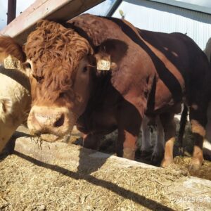 Племенной бычок лимузинской породы — 19 месяцев, 570 кг, комолый (Молочная Фабрика)