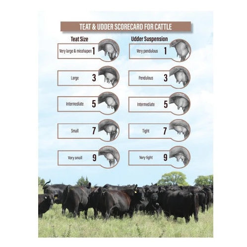 Оценка вымени у коров по баллам от 1 до 9