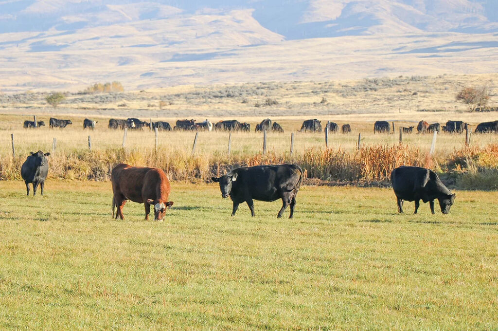 Статистика мясного скотоводства 2025