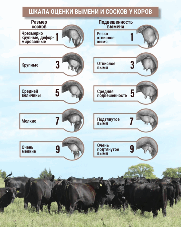Оценка вымени у коров: Udder & Teat EPD