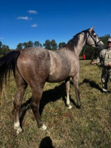 Серый терский жеребец Борей экстерьер 2023 год.