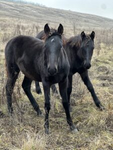 Жеребята кабардинской породы жеребчик и кобылка