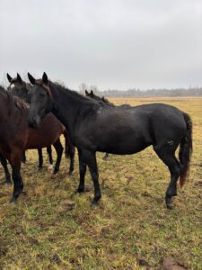 Кобылы кабардинской породы - Вороная кобыла боком, хорошо виден экстерьер