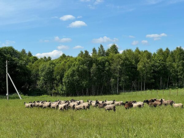 Комплексное зоотехническое и ветеринарное сопровождение ферм