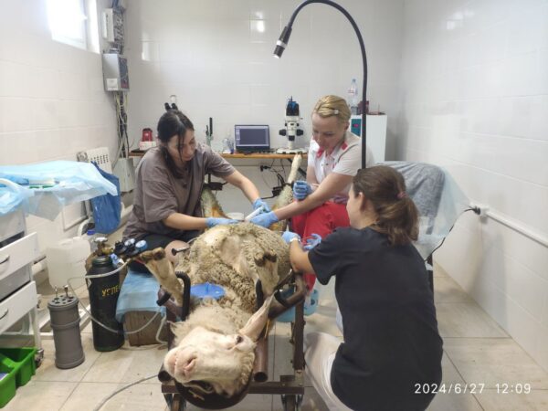 Воспроизводство стада: Лапароскопическое осеменение, эмбриотрансплантация